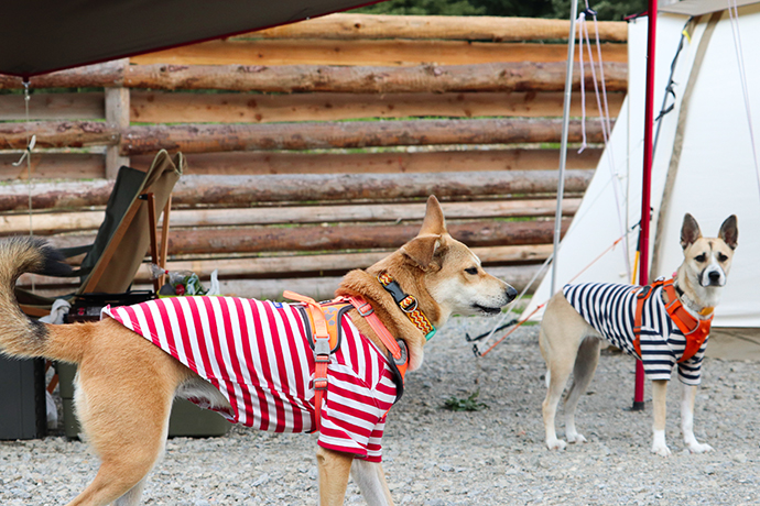 7inch CAMP db banner